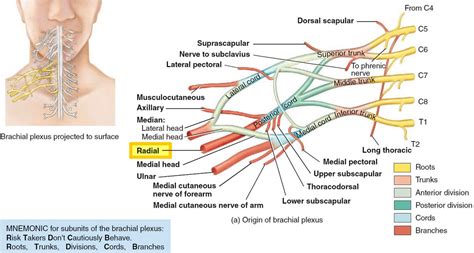 Radial nerve anatomy, radial nerve palsy and radial nerve injury