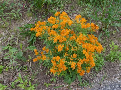 Butterfly weed (Asclepias tuberosa) | Identify that Plant