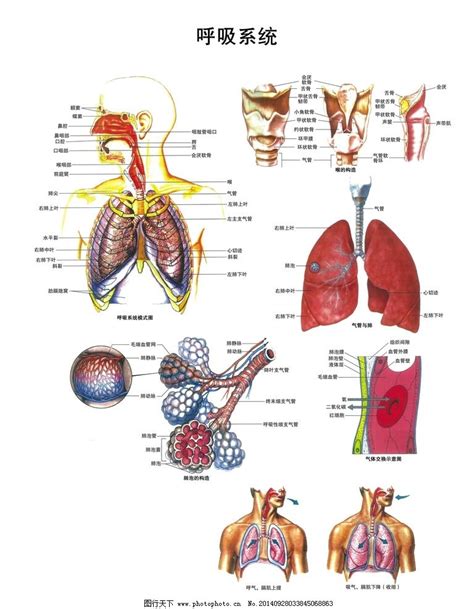 呼吸系统解剖图PSD完全分层图片_其他图片素材_其他_图行天下图库