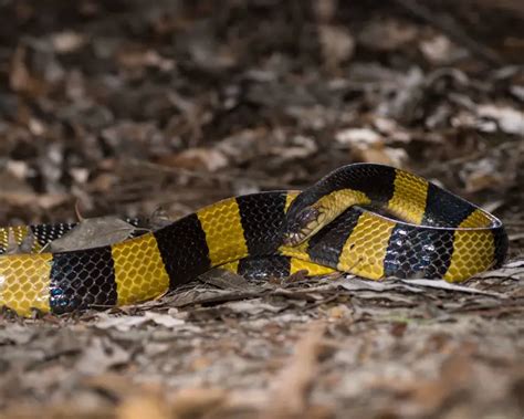 Banded Krait - Facts, Diet, Habitat & Pictures on Animalia.bio