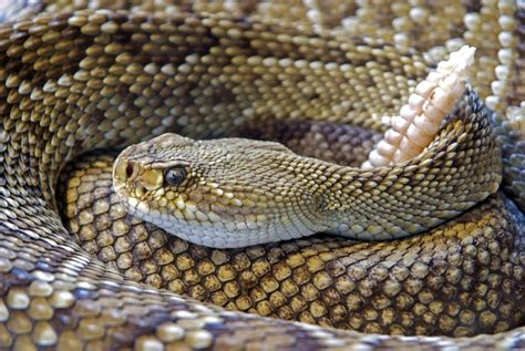 Toxin from rattlesnake venom may treat chronic pain - new research - Arthritis DigestArthritis ...