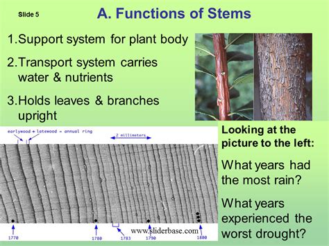 Function Of Stem In Plants - Plant Ideas