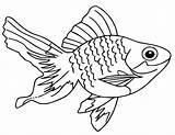 Fantail Goldfish Coloring Page  Free Printable Pages sketch template