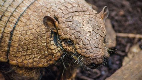 Is it True That Armadillos Carry Leprosy? - Encyclopedia.com