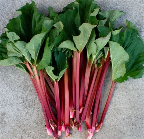 Rhubarb Varieties – High Altitude Rhubarb – Organic Farm & Nursery