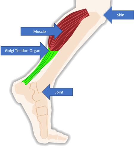 Proprioceptors & Muscle Spindles | Definitions & Function - Lesson ...