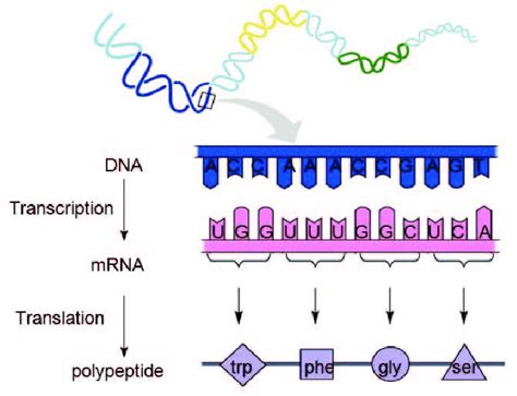 Diagram Of Dna Translation - Diagram Media