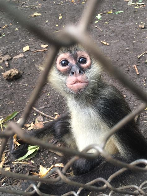 "Why is that monkey in a cage?" — Animal Experience International