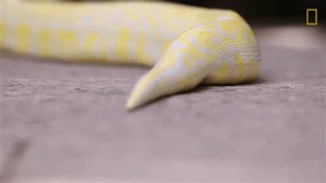 Slither National Geographic GIF by Nat Geo Wild - Find & Share on GIPHY