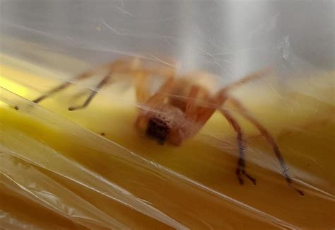 ASDA Customer Stunned After Discovering Brazilian Wandering Spider In Pack Of Bananas – SWNS