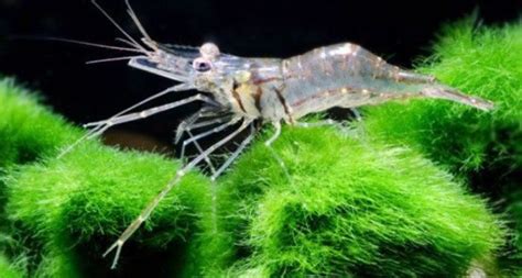 Ghost Shrimp Breeding: The Complete Cycle