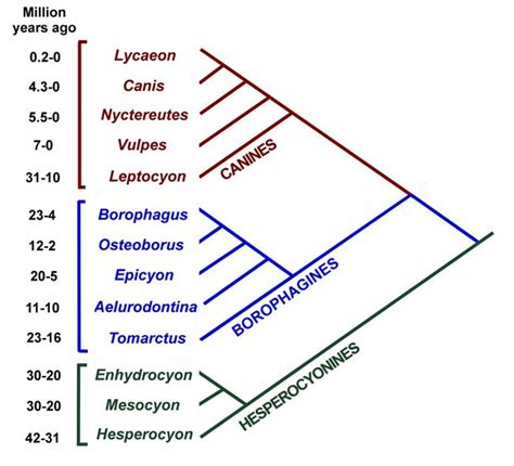 Canidae cladogram