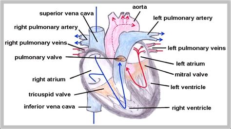 Pulmonary Trunk Function - Graph Diagram