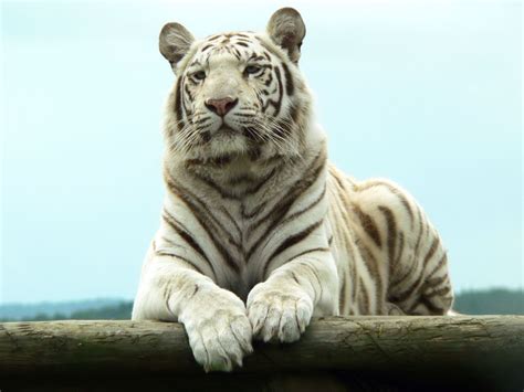 White Tiger - cuadernodelopinionista