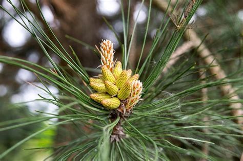 Premium Photo | View of young yellow pine cones on a spring day