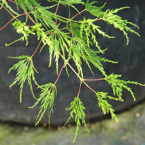 Acer palmatum 'Seiryu' Japanese Maple | Conifer Kingdom