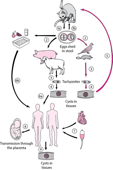 Toxoplasma Gondii Life Cycle Diagram