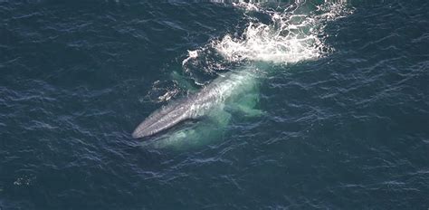 Blue Whale: Characteristics, Diet, Facts & More [Fact Sheet]