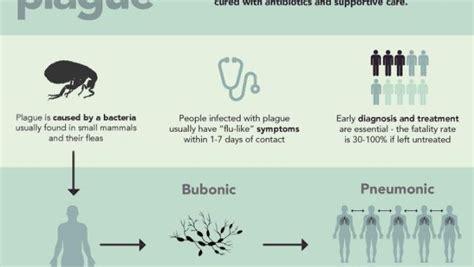 Chain Of Infection Model For Bubonic Plague