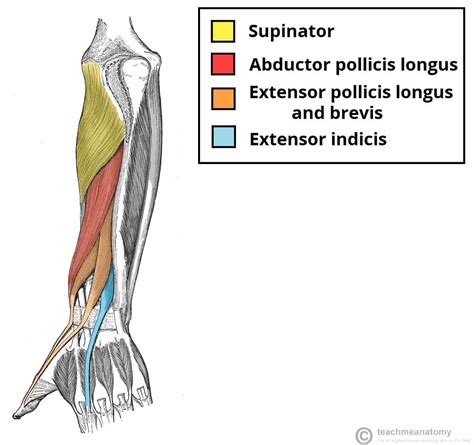 Extensor Indicis - Attachments - Actions - TeachMeAnatomy