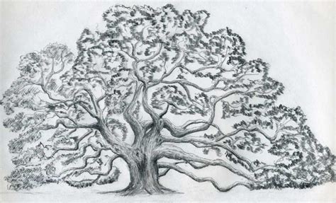 Tree Drawing | 3D Drawing