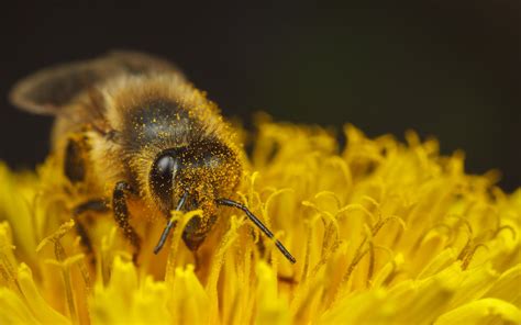 Yellow - Western Honeybee, Apis Mellifera in 2021 | Yellow, Solitary bees, Bee