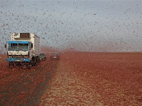 desert locust swarm, Morocco - Entomology Today