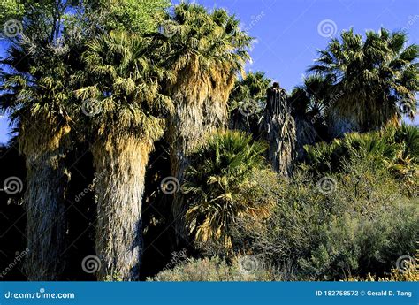 Cottonwood Springs in Joshua Tree 48930 Stock Photo - Image of palms ...