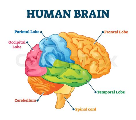 Human brain vector illustration. Labeled anatomical educational parts scheme | Stock vector ...