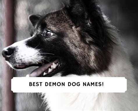 30 Best Demon Dog Names! (2024) - We Love Doodles