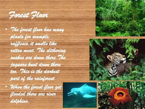Arwen & Alexis’s Adventure in the Rain Forest - ppt download