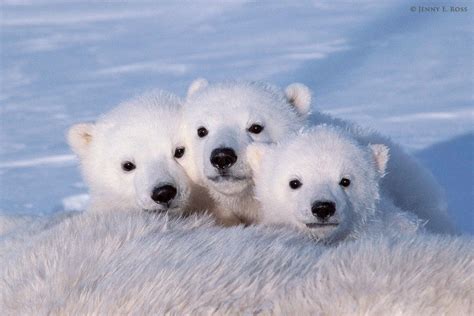 Cute Baby Polar Bears Wallpapers - Wallpaper Cave