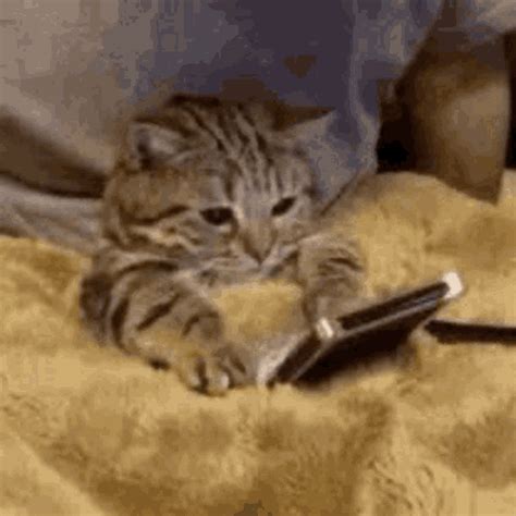 Cat Cute GIF - Cat Cute Pet - Discover & Share GIFs