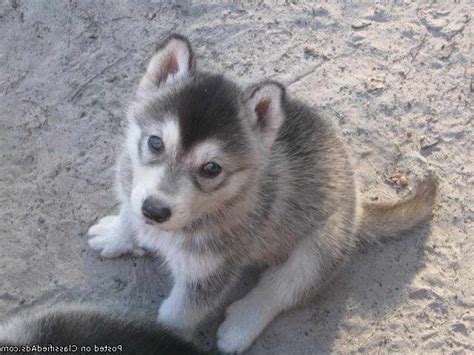 Husky Wolf Mix Puppies For Sale In Texas | PETSIDI