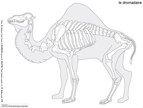 Camelus dromedarius Cats Art Drawing, Anatomy Drawing, Anatomy Art, Animal Drawings, Horse ...