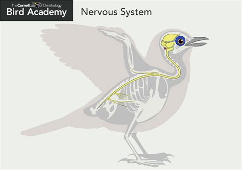 All About Bird Anatomy | Bird Academy • The Cornell Lab