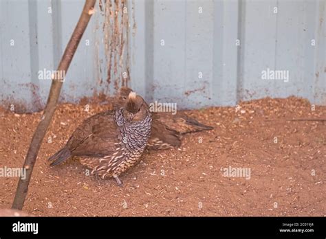 Two common Quail, Coturnix coturnix, birds in the nature habitat. Quail sitting in the sand ...