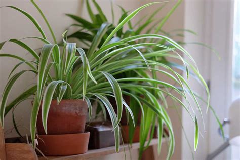 Chlorophytum Comosum “Variegatum” Care Guide - Garden and Plant Care