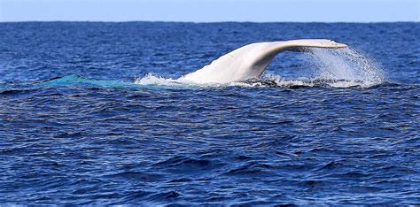 MIGALOO: Mystery surrounds elusive white whale | Sunshine Coast Daily