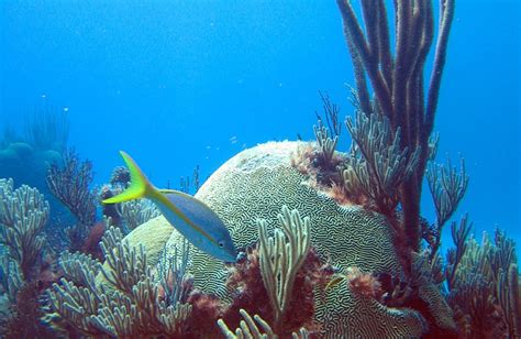 Monitoring The Health Of Bermuda's Reefs - Bernews