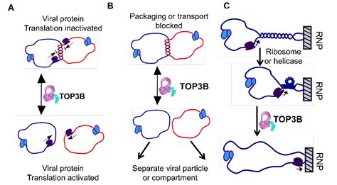 Molecules | Free Full-Text | Mechanism of Type IA Topoisomerases