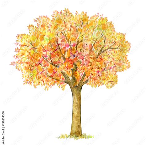 Autumn tree handdrawing isolated on white. Four seasons. Tree drawing one of four, autumn. Stock ...