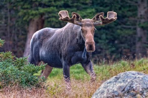 Photo gallery of the week: Moose in RMNP – Estes Park Trail-Gazette