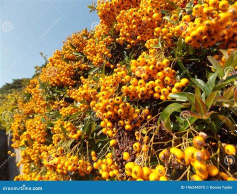 Yellow Orange Berries on a Hawthorn Hedge Stock Image - Image of hedge, yellow: 196244075