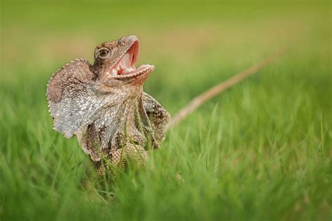 Frilled Dragon Facts - CRITTERFACTS