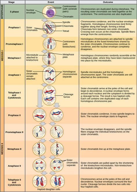 11.3: The Process of Meiosis - Meiosis II - Biology LibreTexts