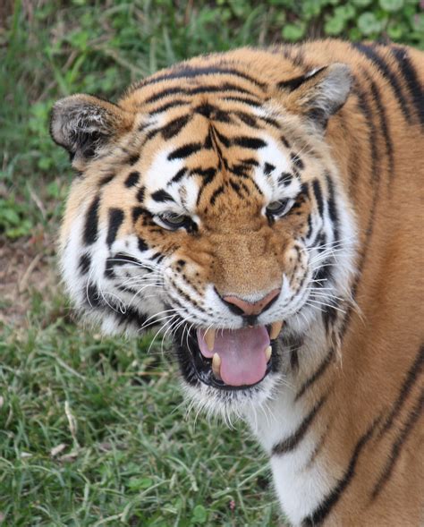 File:Amur Siberian Tiger 001.jpg - Wikimedia Commons