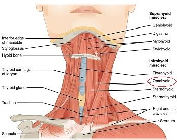 Omohyoid Muscle: Function, Origin & Innervation | Study.com