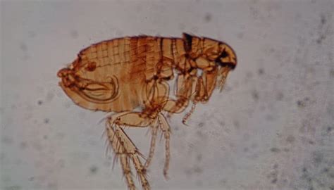 These 5 Signs Tell How Bad Flea Infestation Is