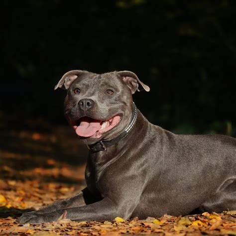 How Long Is A Staffy Dog Pregnant For